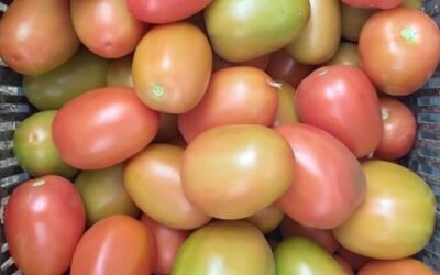 Tomate Sal-Ind Brovian